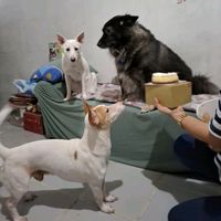 autumnwintersummerdogs