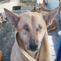 straydogsinchaam