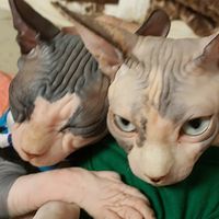 dariyasphynx