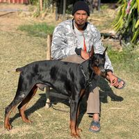 my..dog24