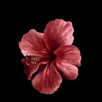 original sound - AYSHA🌷