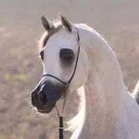 original sound - ll_ii_999