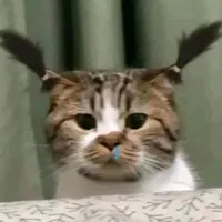 original sound - mauxinoday