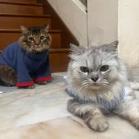 original sound - Kitty