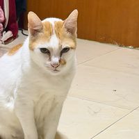 peerapat0444