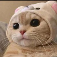 sonoungattoevendogatti