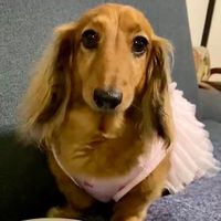 dachshund.ann