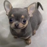 beniju_v_v