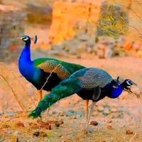 wafa...hameed..khoso