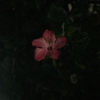 ___lx41