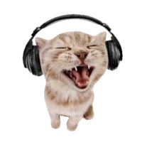 lvsmusicxo
