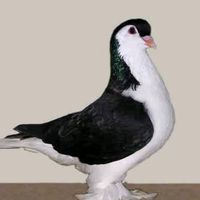 নিজস্ব শব্দ