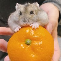 ayampiii