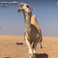 nadralysah