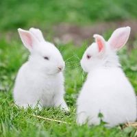 សំឡេងដើម - Sochan2