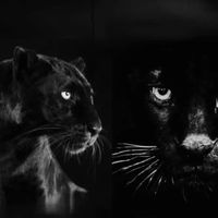 เสียงต้นฉบับ - naseem shopping