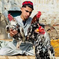 raees.aseel.attock
