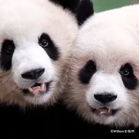 yuai.panda