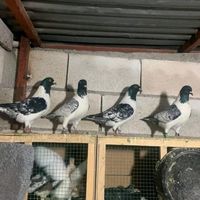 niyazi_kokulu.27