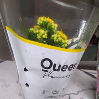orijinal ses