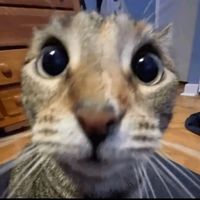 suara asli - akbar bae