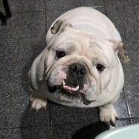 arsiaengbulldog