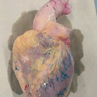 оригинальный звук