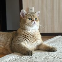 leo_kitty5