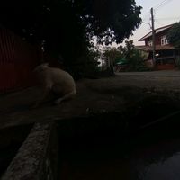 akanok.pratommung