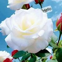 user4305547927408