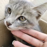 helpkittyplz