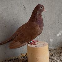 falamarzi73