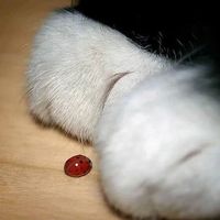 оригинальный звук