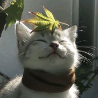 luci_3319