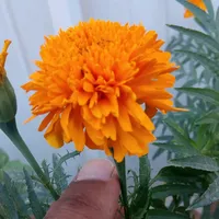 original sound - rook456