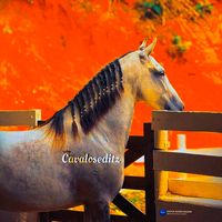 cavaloseditz