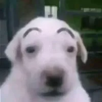 original sound - g0nji