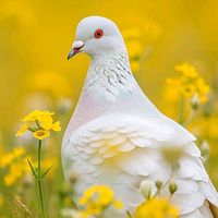 dil__xemgin__65