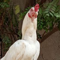 original sound - Rabbani Breeding Farm