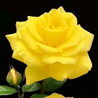 original sound - raibikash0