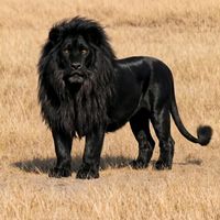 f.k.khan200