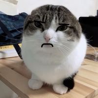 wawa_cat03