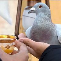 الصوت الأصلي