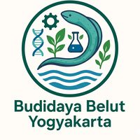 budidayabelutyogyakarta