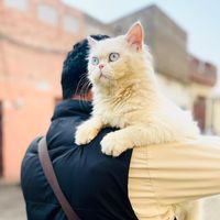 doctorshahid11