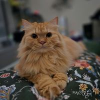 gingercatloft