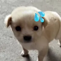 original sound - vvzoxzox