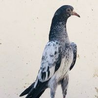 ch_ali_1585