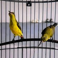suara asli - aqura.jaya26