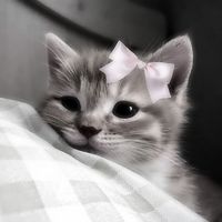 jst_joury3